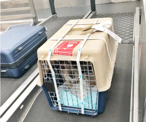 龙岩宠物托运 宠物托运公司 机场宠物托运 宠物空运